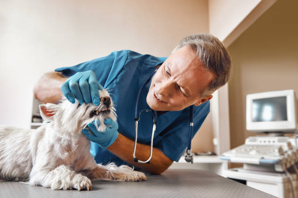 Best Pediatric Emergency Dentist in Jonesville, LA